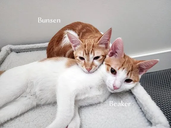 Beaker thumbnail 3