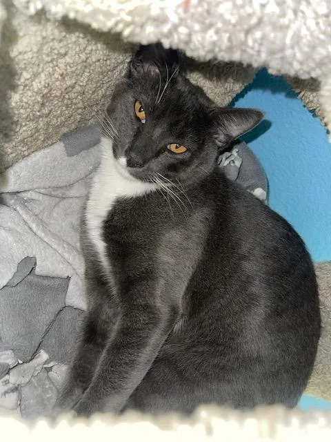 A young medium-sized male Gray & White Domestic Short Hair cat named Bruno for adoption in Hollister, CA