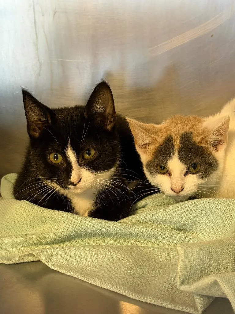 A baby small-sized male Domestic Short Hair cat named Dewey for adoption in Port Jervis, NY