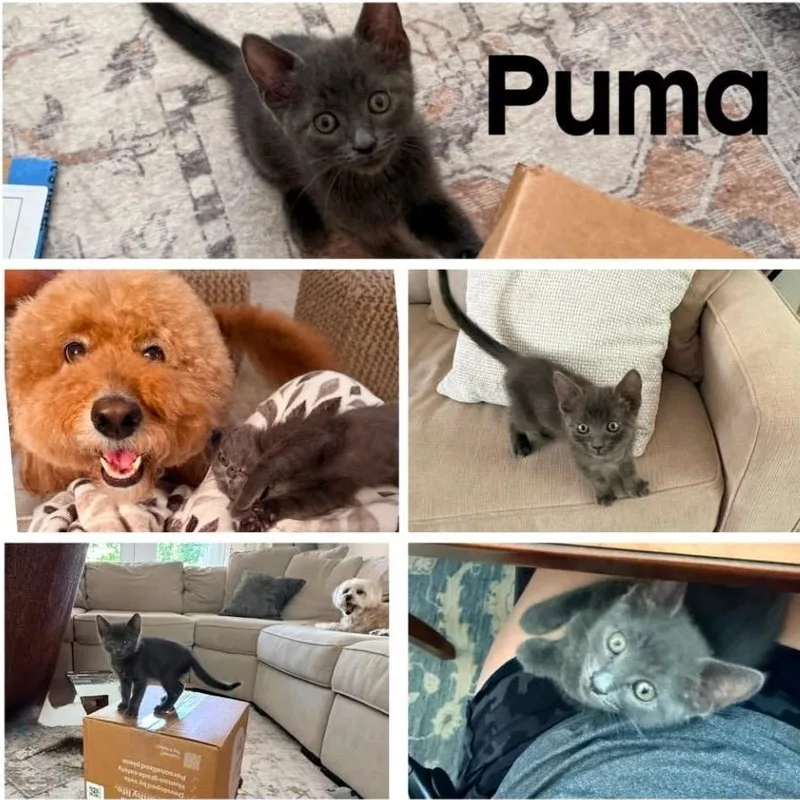 A baby small-sized male Gray / Blue / Silver Domestic Short Hair cat named Puma for adoption in Orangevale, CA