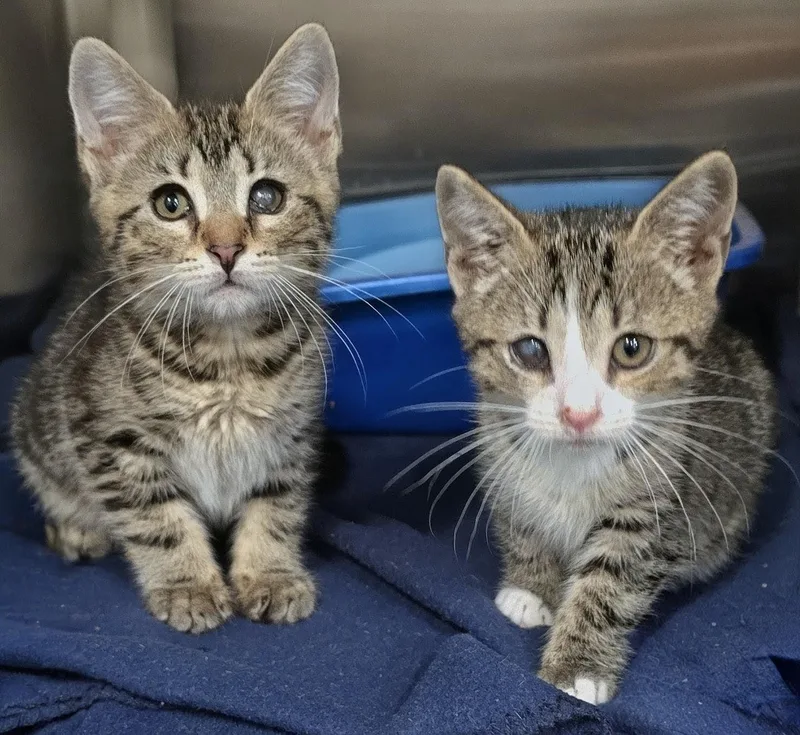 A baby medium-sized female Tabby (Brown / Chocolate) Domestic Short Hair cat named Barbie for adoption in Amityville, NY