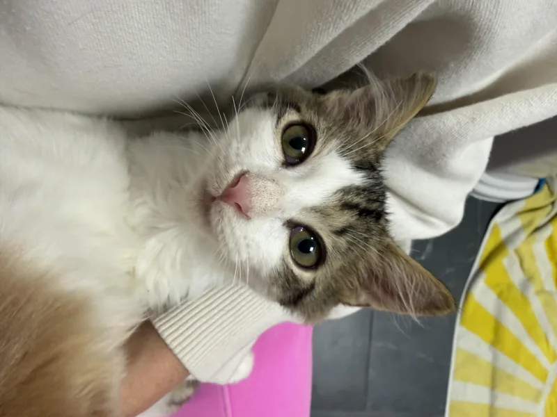 A baby medium-sized male Tabby (Tiger Striped) Domestic Short Hair cat named Ernesto aka Ernie for adoption in Jersey City, NJ