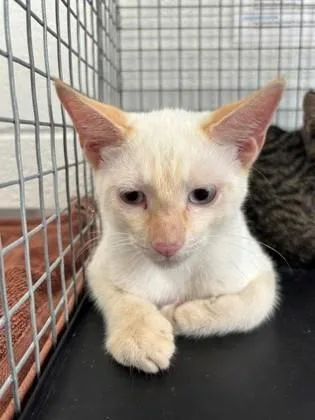 A young medium-sized male Domestic Short Hair cat named Draco for adoption in Port Allen, LA