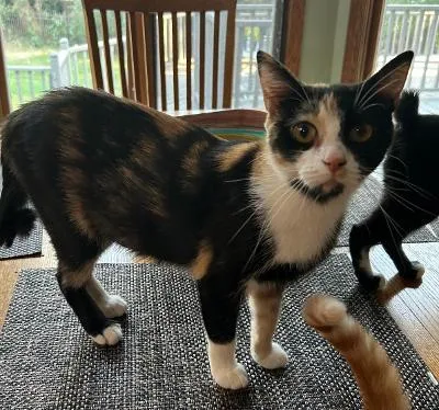 A young medium-sized female Calico Domestic Short Hair cat named Benita for adoption in Mokena, IL