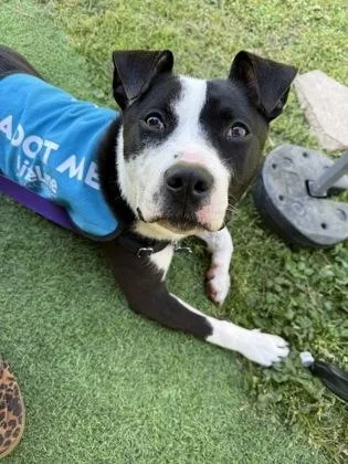 An adult medium-sized female Mixed Breed dog named Starla for adoption in Atlanta, GA