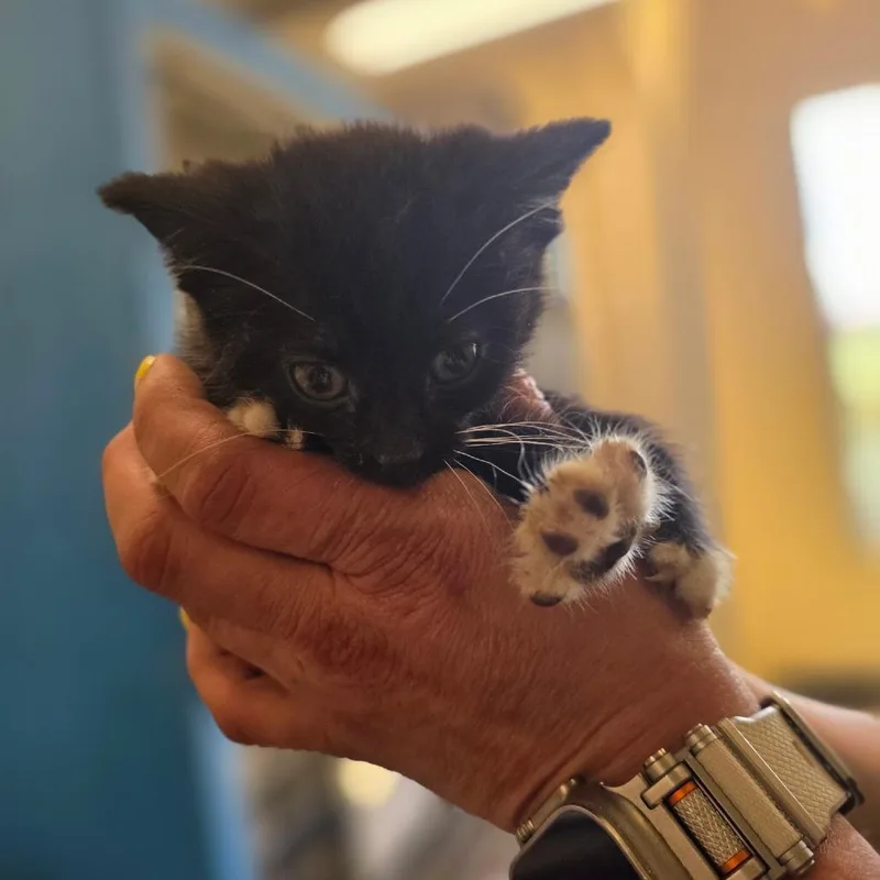 A baby small-sized female Black Domestic Short Hair cat named Starburst for adoption in Corinth, MS