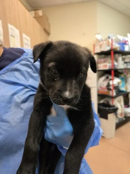 A baby small-sized male Shepherd dog named Milwaukee for adoption in Kennewick, WA