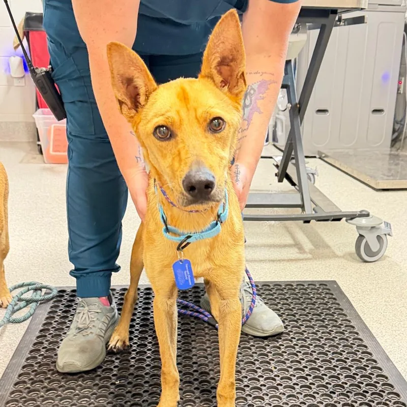 An adult medium-sized male Mixed Breed dog named Rocky for adoption in Englewood, FL