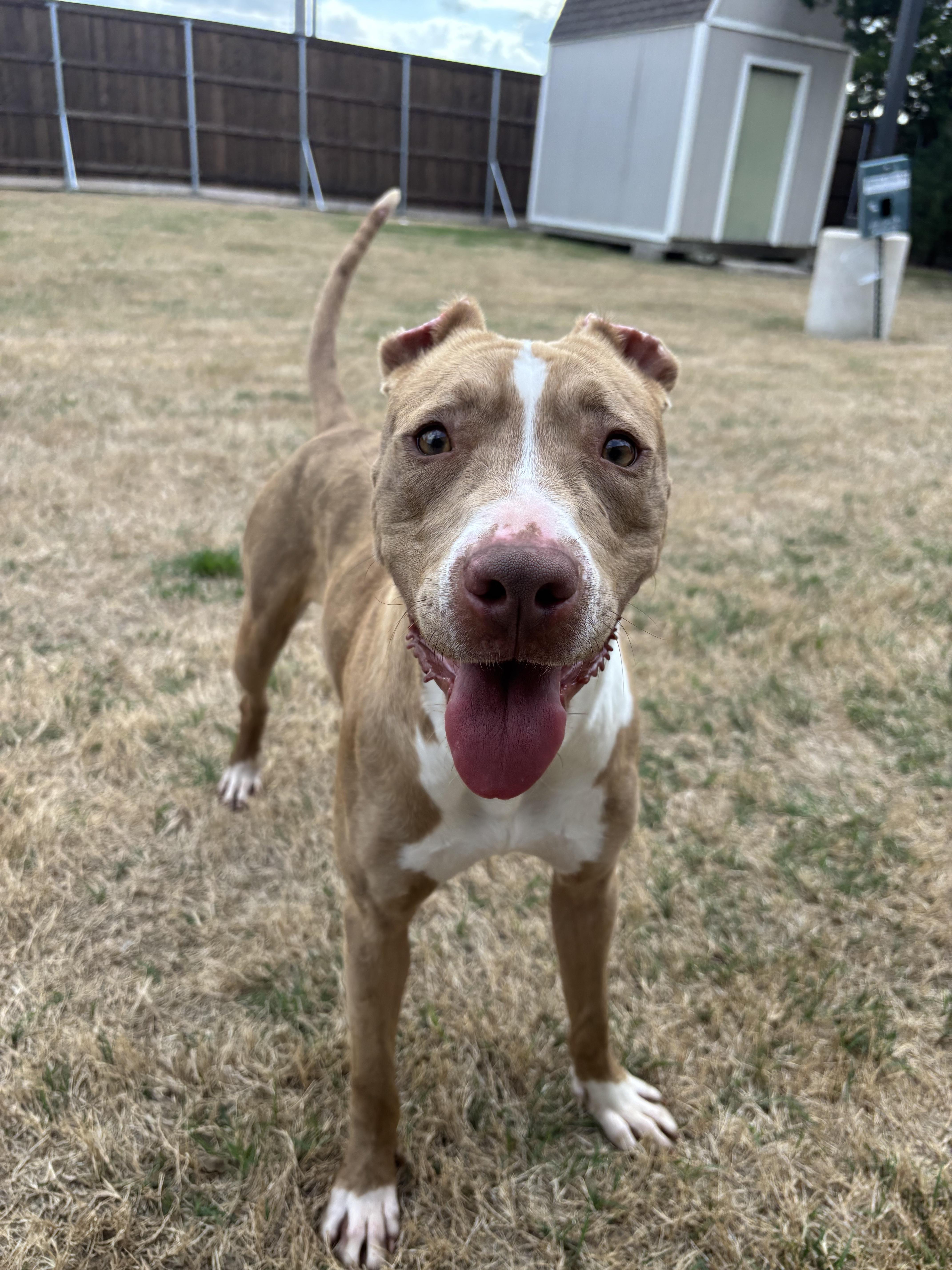 A young large-sized female Merle (Red) Pit Bull Terrier dog named Pebbles for adoption in Greenville, TX