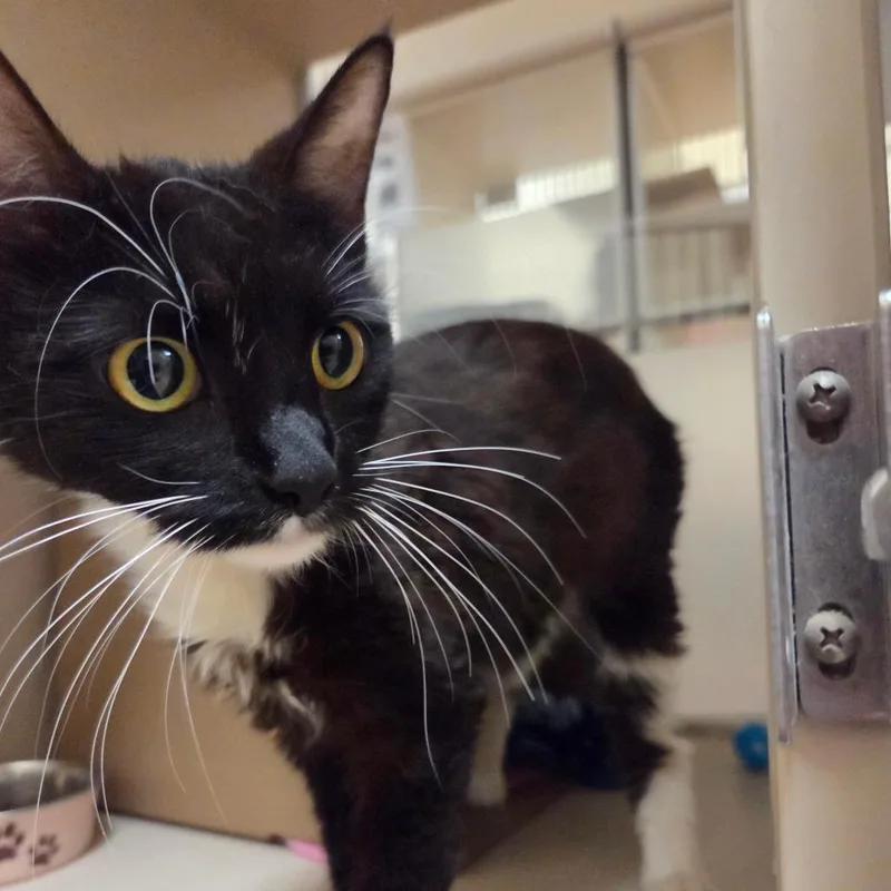 A young medium-sized female Black Domestic Medium Hair cat named Willow for adoption in Ballston Spa, NY