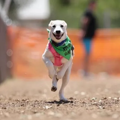A baby large-sized female Sable Great Pyrenees dog named Star for adoption in Whittier, CA