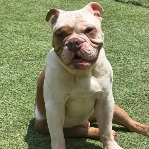 Louie