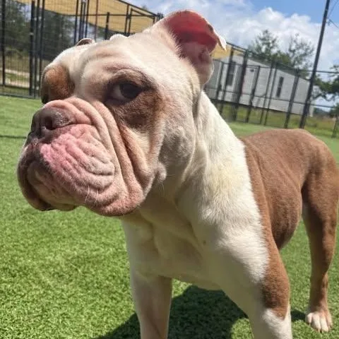 Louie thumbnail 2