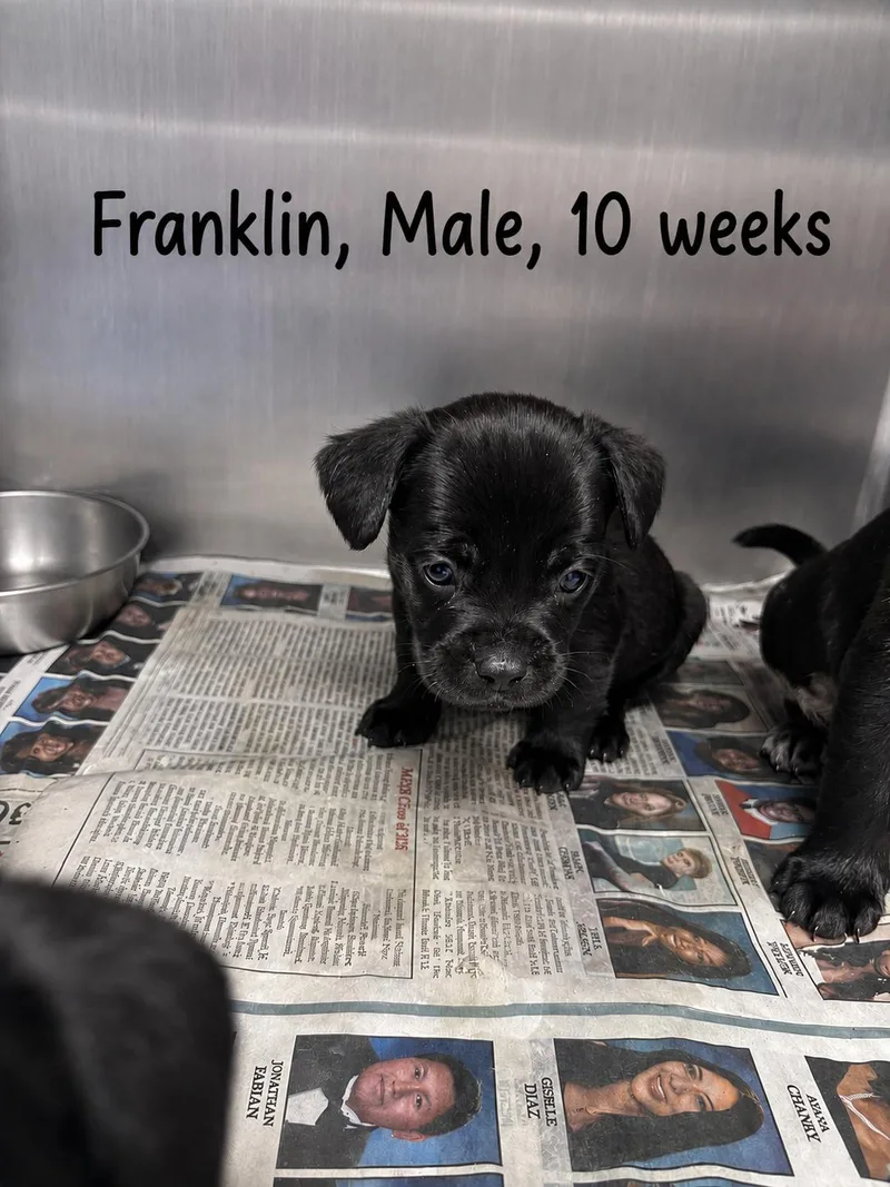 A baby medium-sized male Labrador Retriever dog named Franklin for adoption in Carmel, NY