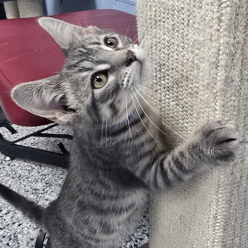 A baby medium-sized male Tabby (Gray / Blue / Silver) Domestic Short Hair cat named Owen for adoption in Farmington, MO