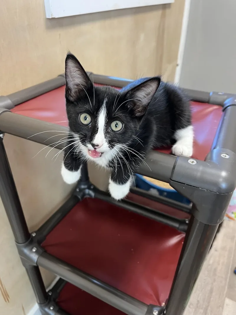A baby medium-sized male Black & White / Tuxedo Domestic Short Hair cat named Figaro for adoption in Petaluma, CA