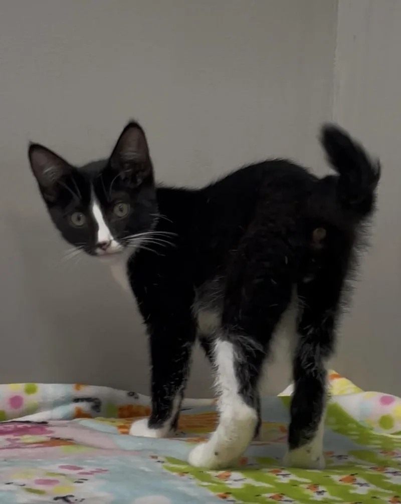 Figaro thumbnail 2