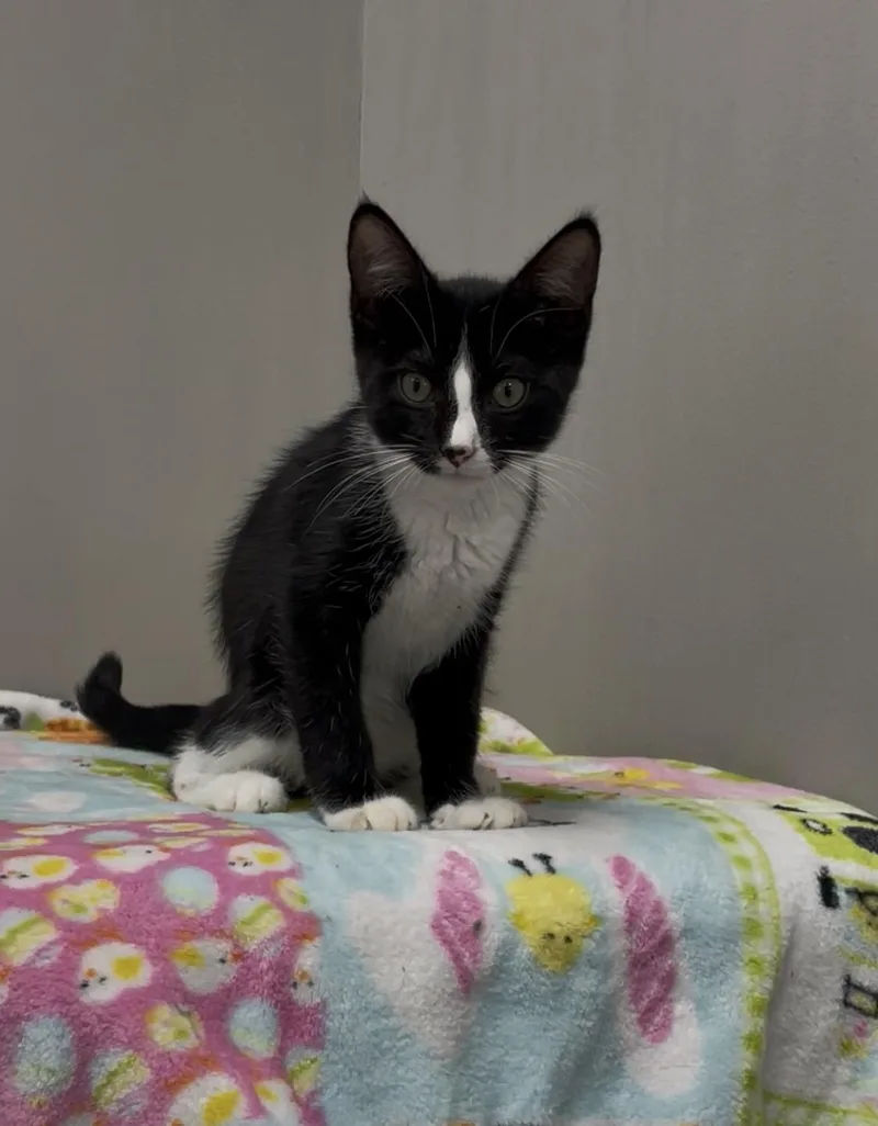 Figaro thumbnail 3