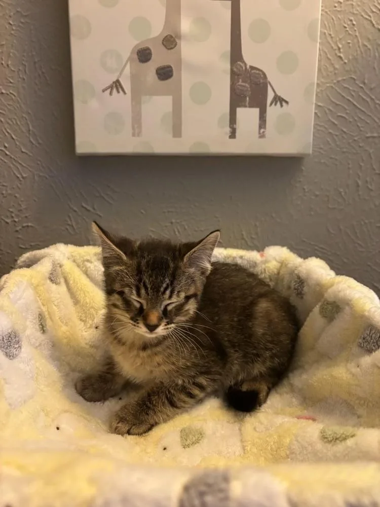 A baby small-sized male Tabby cat named Cowboy for adoption in Dallas, TX