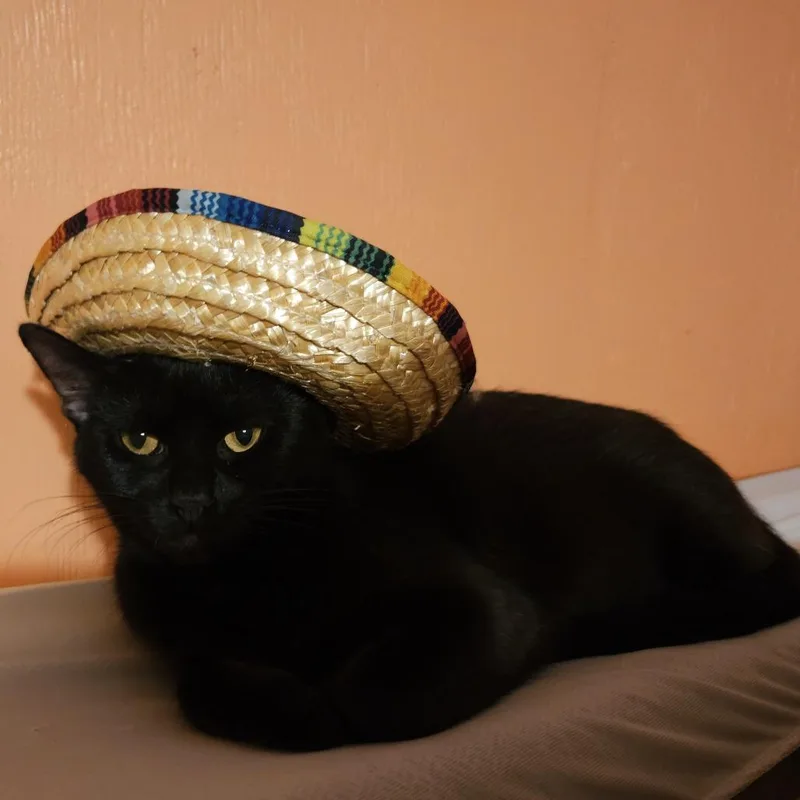 A young medium-sized female Black Domestic Short Hair cat named PetuniaNB for adoption in Austin, TX