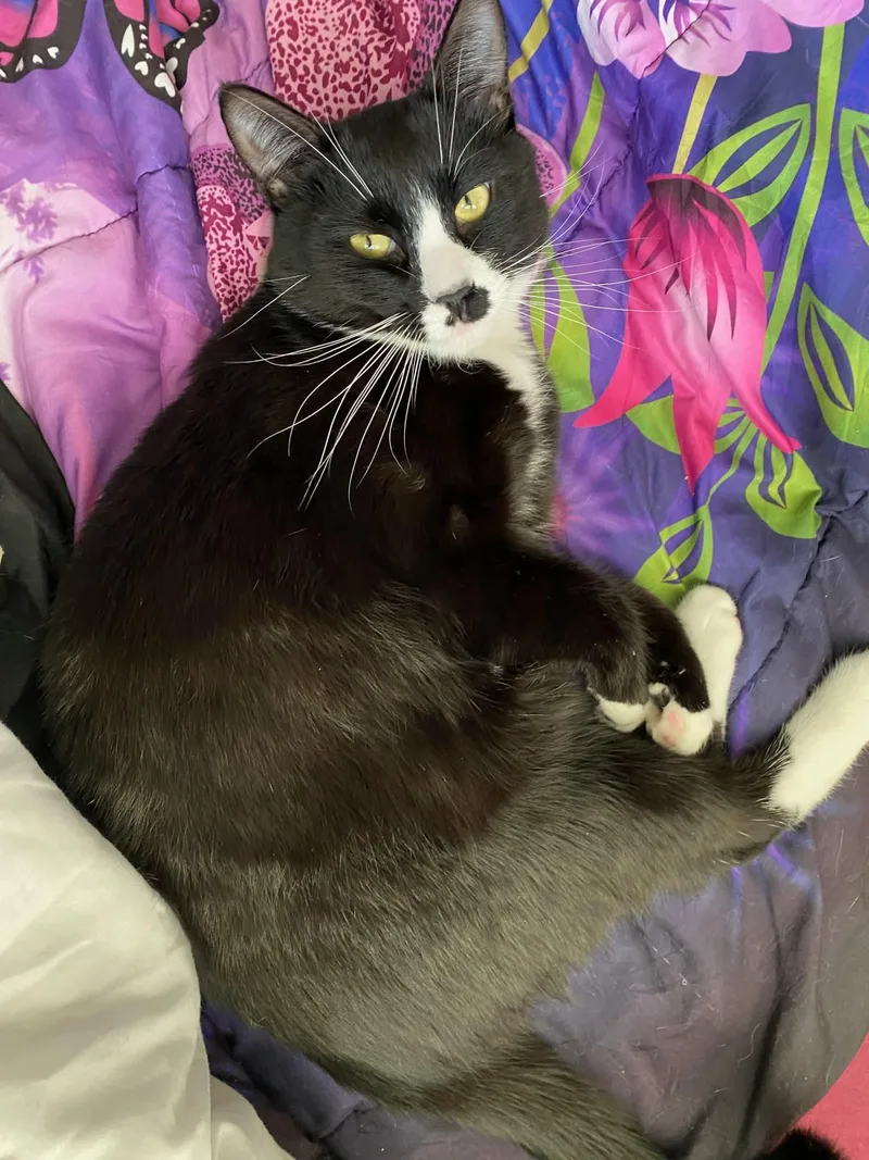 Pepperteenage Tuxies thumbnail 2