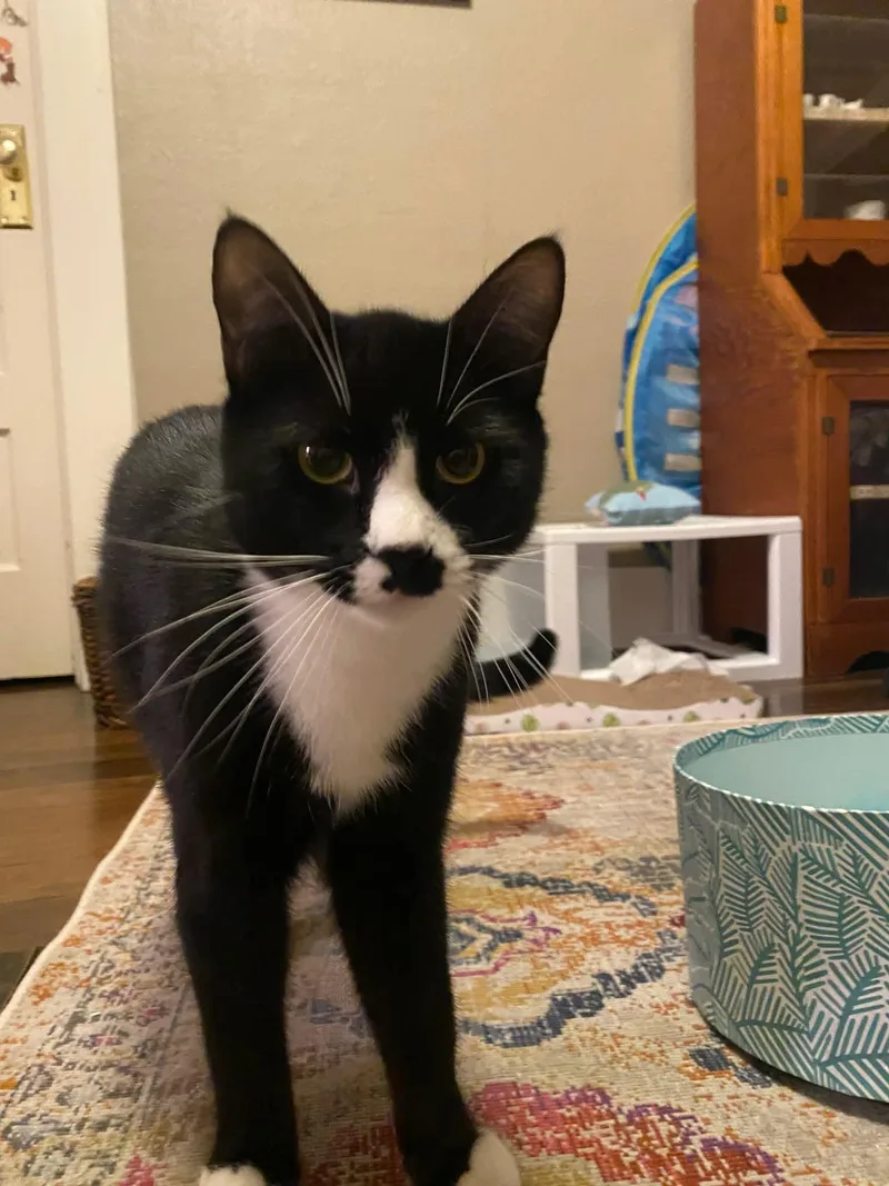 Pepperteenage Tuxies thumbnail 4