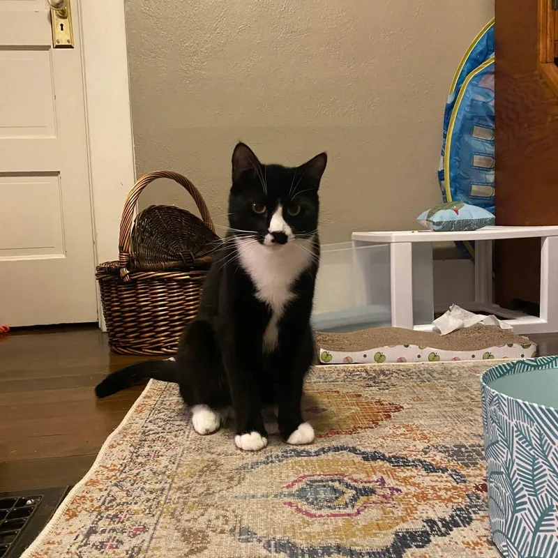 Pepperteenage Tuxies