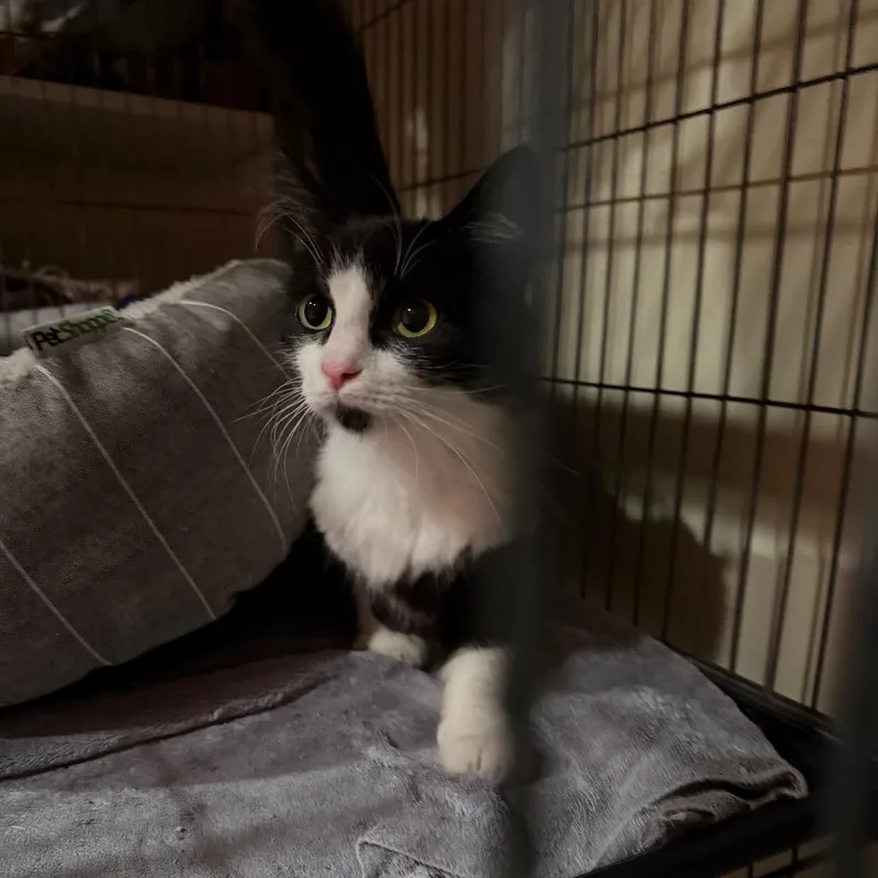 A young small-sized female Domestic Long Hair cat named Hazel for adoption in Melbourne, KY