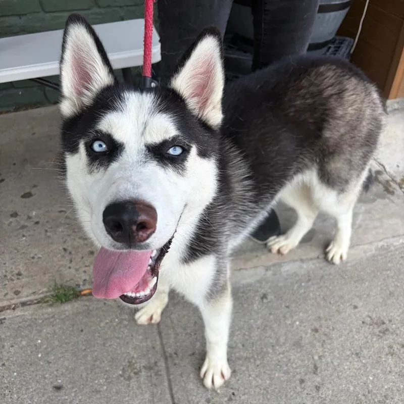 A young medium-sized female Black Husky dog named Jenna for adoption in Newark, NJ