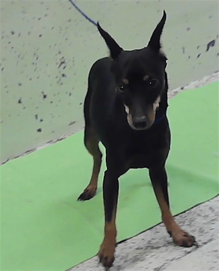 An adult small-sized male Miniature Pinscher dog named A for adoption in Houston, TX