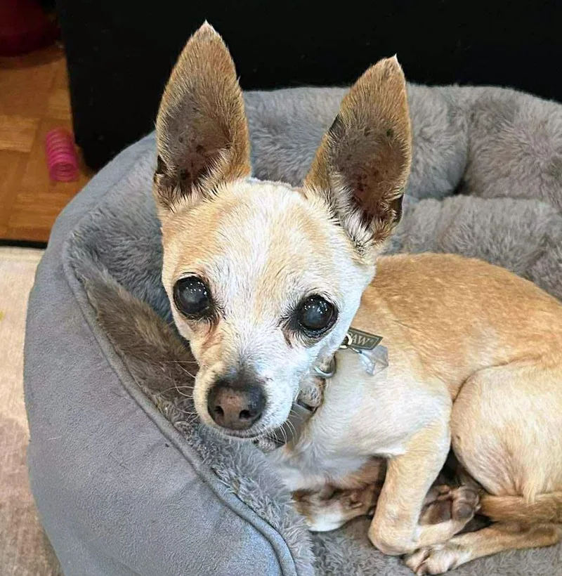 A senior small-sized female Yellow / Tan / Blond / Fawn Chihuahua dog named Bernice for adoption in Kansas City, KS