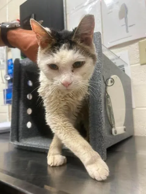 A senior medium-sized male White Domestic Medium Hair cat named Abraham Lincoln for adoption in Fruit Heights, UT
