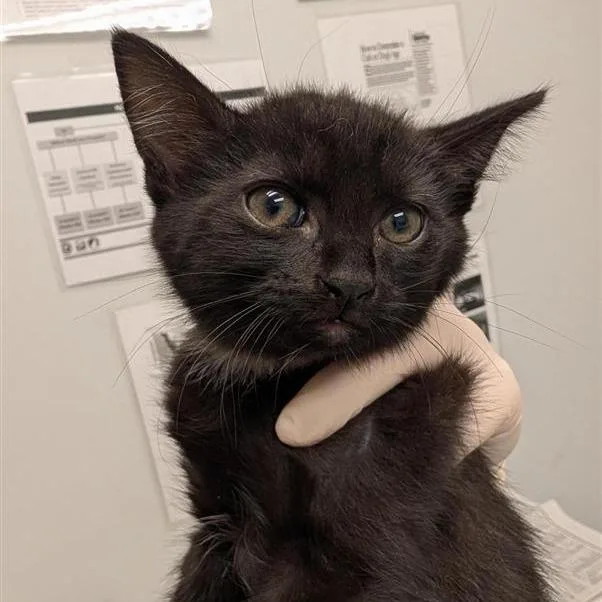 A baby small-sized male Black Domestic Short Hair cat named Monday for adoption in Jacksonville, FL
