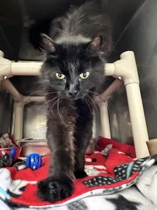 An adult small-sized female Domestic Long Hair cat named Boinky for adoption in Athens, GA