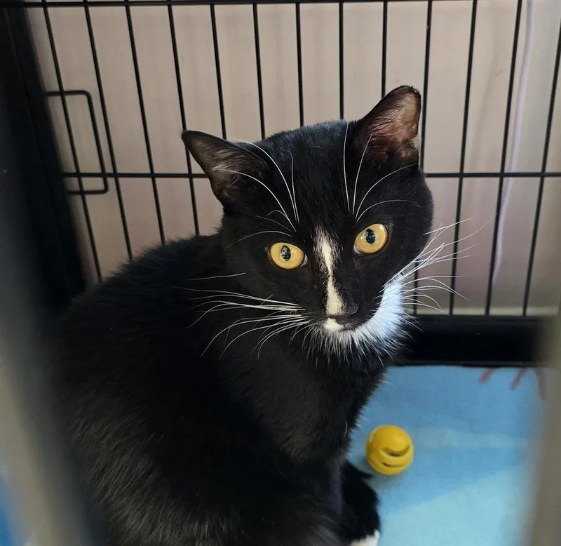 An adult medium-sized male Black & White / Tuxedo Domestic Short Hair cat named Craig for adoption in Southbury, CT