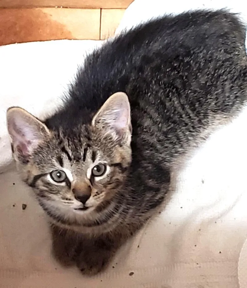 A baby medium-sized female Tabby (Brown / Chocolate) Domestic Short Hair cat named Ozzie for adoption in East Brunswick, NJ