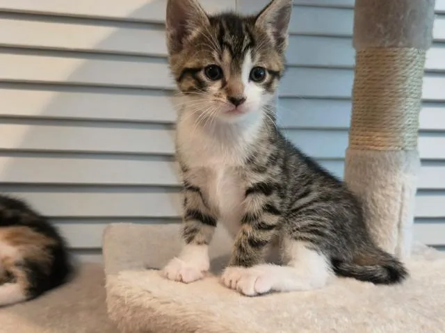 A baby small-sized female Domestic Short Hair cat named Lola for adoption in Oradell, NJ