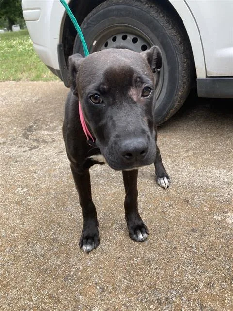 A baby large-sized female Mixed Breed dog named Chewy for adoption in Dallas, TX