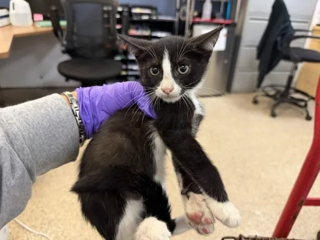 A baby small-sized female Domestic Short Hair cat named Fluffer for adoption in Miami, FL