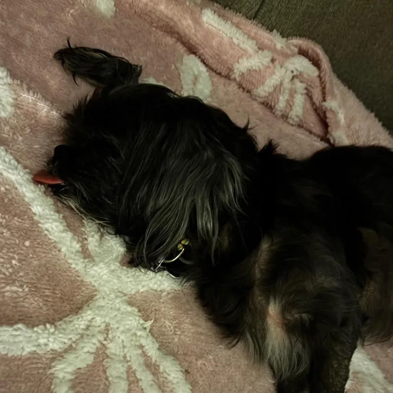 A senior small-sized female Brown / Chocolate Shih Tzu dog named Coco for adoption in Gulfport, MS