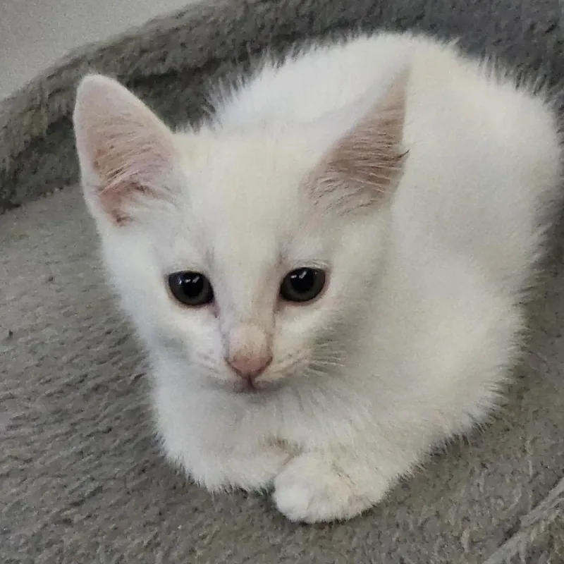 A baby small-sized female White Domestic Short Hair cat named April for adoption in Tustin, CA