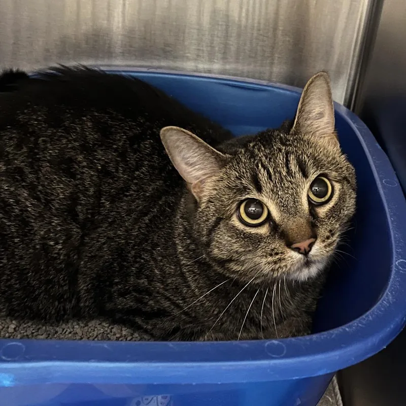 An adult medium-sized male Brown / Chocolate Domestic Short Hair cat named Jellybean for adoption in Hinsdale, IL