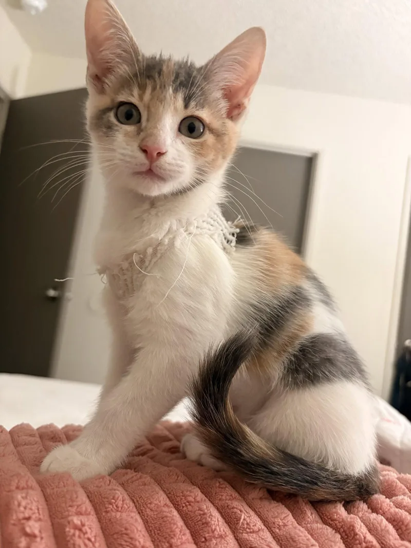 A baby medium-sized female Calico cat named Peaches Napa for adoption in Napa, CA