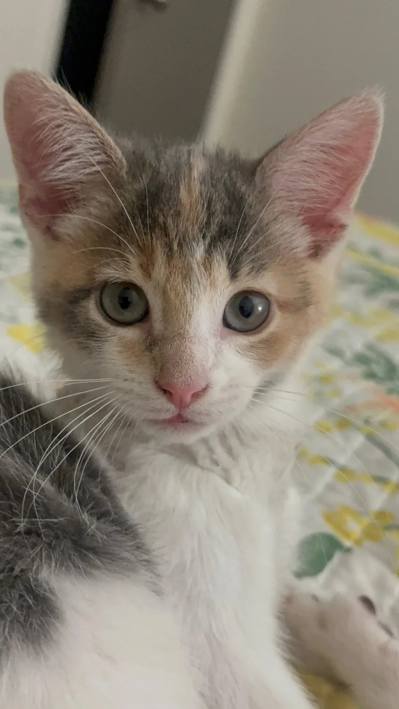 Peaches Napa thumbnail 2