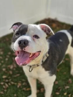 An adult medium-sized male Mixed Breed dog named Pickles for adoption in Savannah, GA