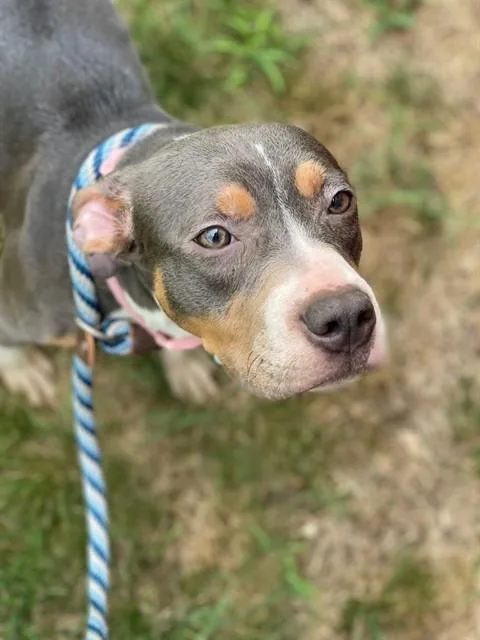 An adult medium-sized female Pit Bull Terrier dog named Honeycomb for adoption in Upper Marlboro, MD