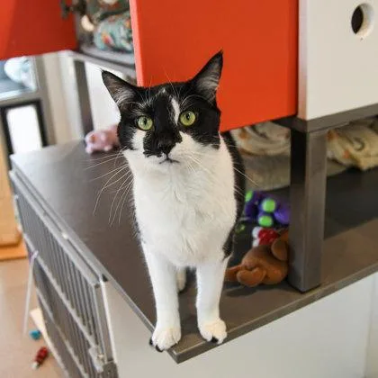 An adult medium-sized male Domestic Short Hair cat named Chip for adoption in Ringoes, NJ