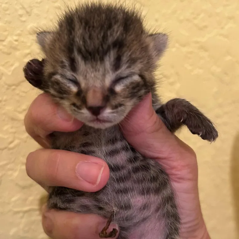 A baby small-sized male Gray / Blue / Silver Domestic Short Hair cat named Vigo for adoption in Fort Lauderdale, FL