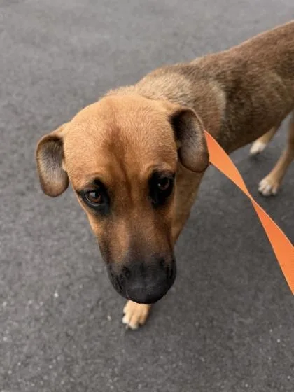 A baby medium-sized female Shepherd dog named Milly for adoption in Barnesville, GA