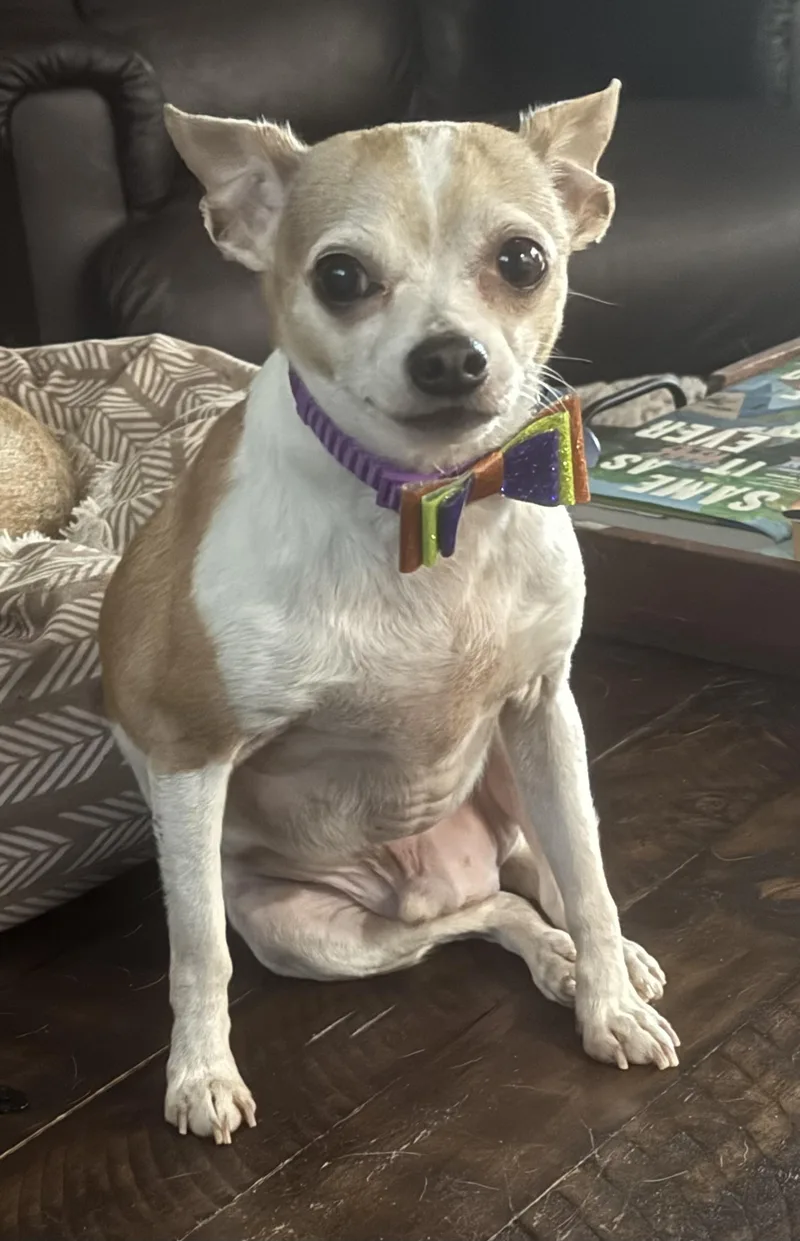 An adult small-sized male Chihuahua dog named Oliver for adoption in Grosse Pointe Park, MI